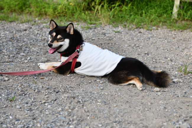 涼むシェリちゃん