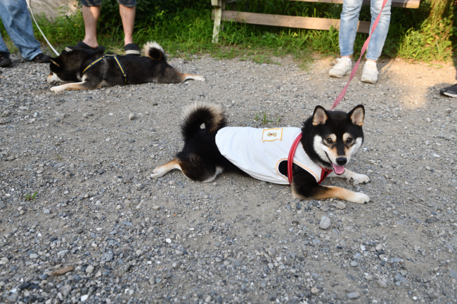 クールダウン中のシェリちゃんと桃太郎君