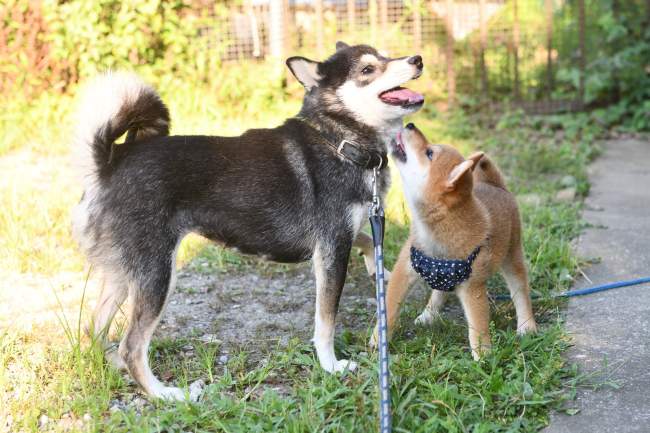 黒柴チコちゃんと颯空君