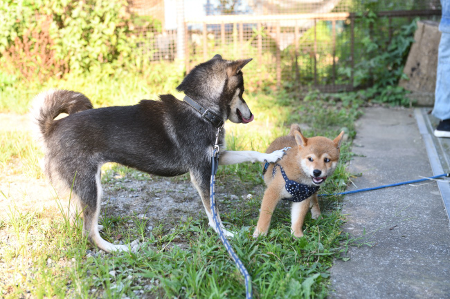 黒柴チコちゃんと颯空君