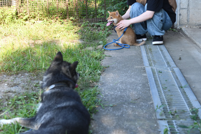 黒柴チコちゃんと颯空君の様子