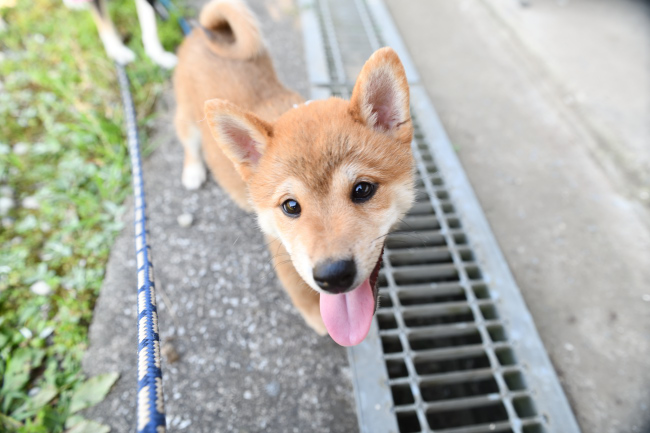 柴犬颯空君3か月の写真