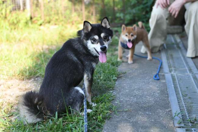 黒柴チコちゃんと颯空君