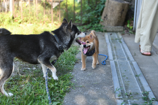黒柴チコちゃんと颯空君の様子