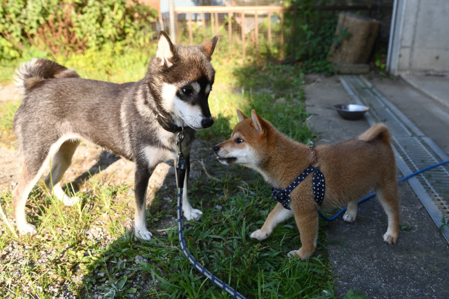 黒柴チコちゃんと颯空君