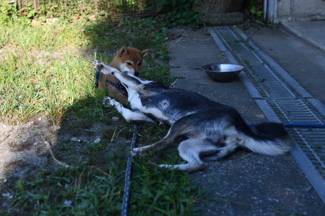 お母さんのチコちゃんと颯空君の激しいコミュニケーション
