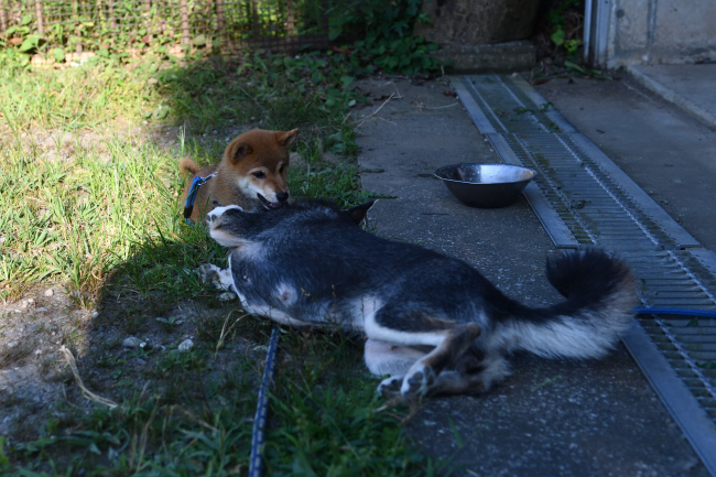 お母さんのチコちゃんと颯空君の激しいコミュニケーション