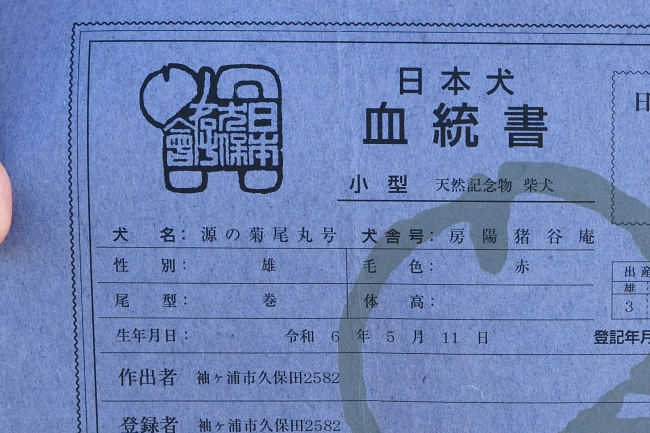 柴犬颯空君の日本犬保存会血統書