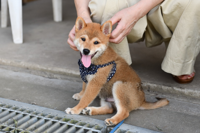 柴犬颯空君3か月の写真
