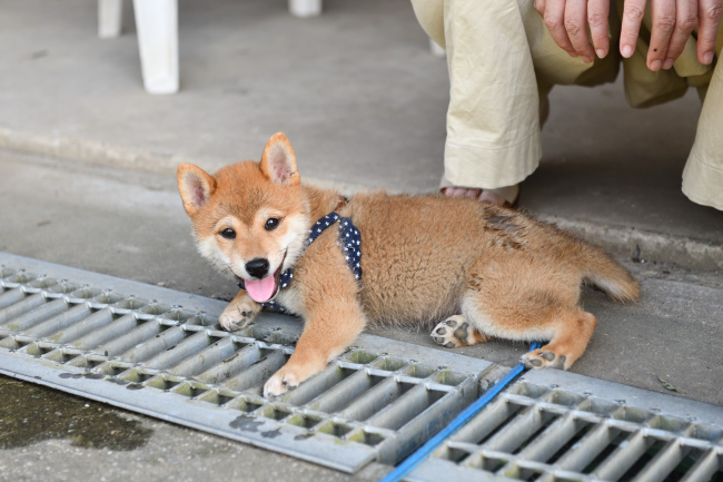 柴犬颯空君3か月の写真