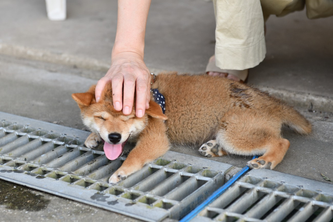 柴犬颯空君3か月の写真