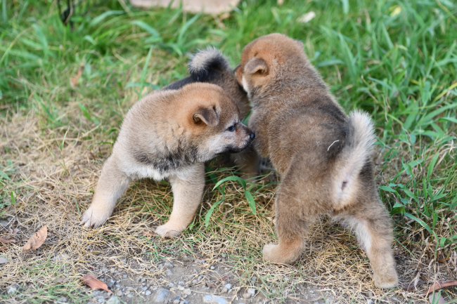 4匹の柴犬の子犬の写真（2024年8月13日）
