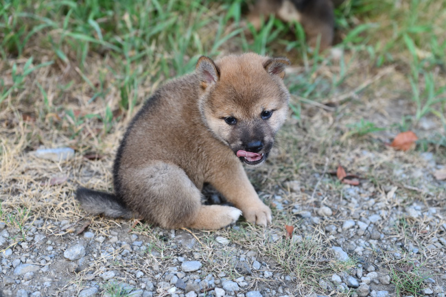 柴犬の子犬の写真（2024年8月13日）