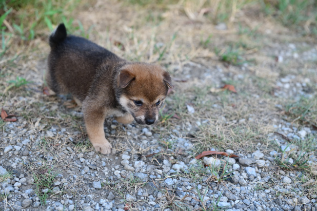 メスの柴犬の子犬
