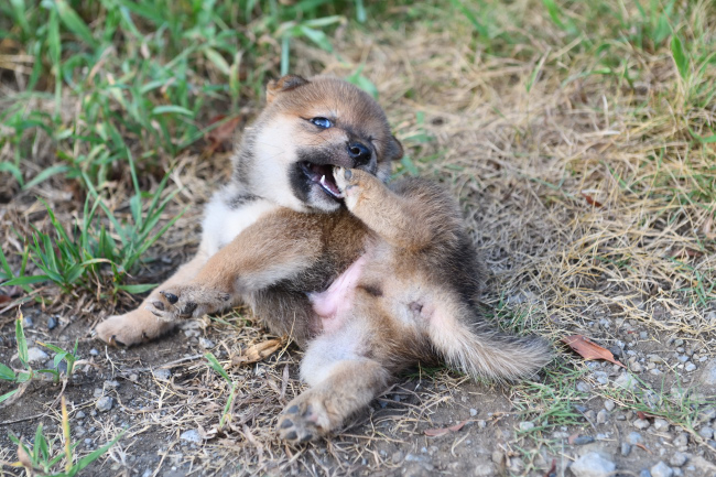 後ろ足を噛む柴犬の子犬