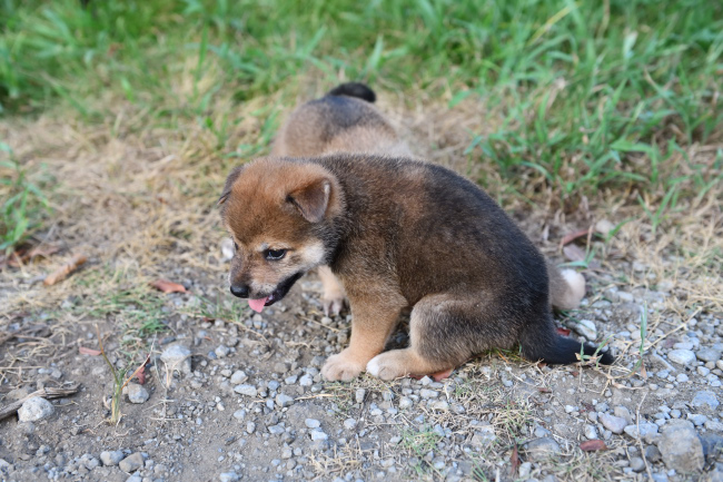 お座りをする柴犬の子犬