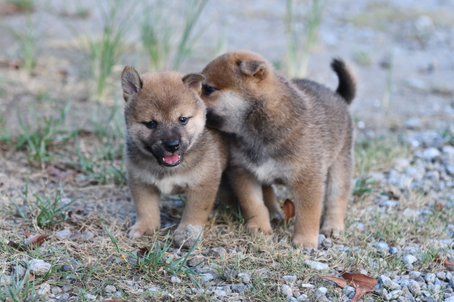 じゃれ合う柴犬の子犬たち