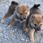 じゃれ合う柴犬の子犬たち