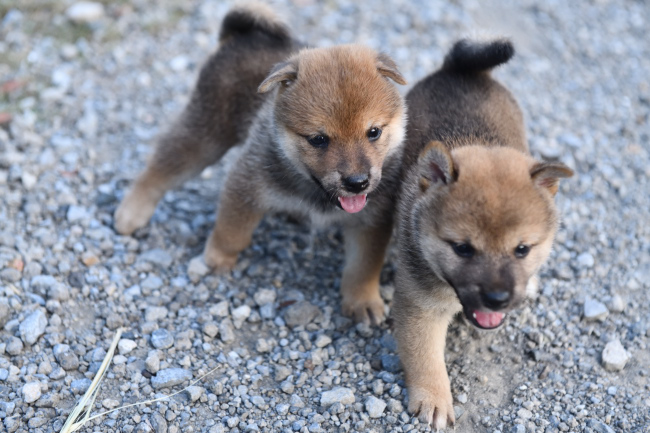 じゃれ合う柴犬の子犬たち