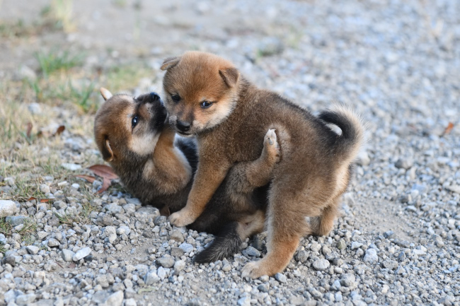 じゃれ合う柴犬の子犬たち4