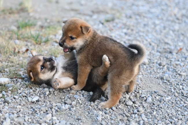 じゃれ合う柴犬の子犬たち5