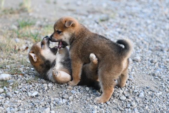 じゃれ合う柴犬の子犬たち6