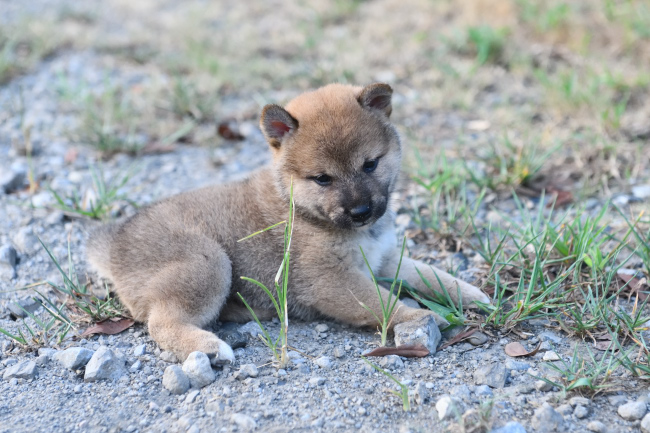 こちらをジッと見るオスの柴犬の子犬