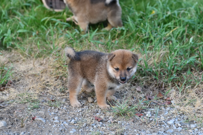 こちらをジッと見る柴犬の子犬