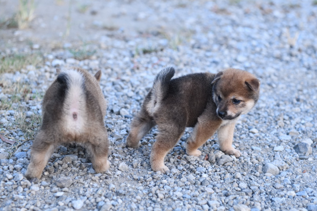 じゃれ合う柴犬の子犬7
