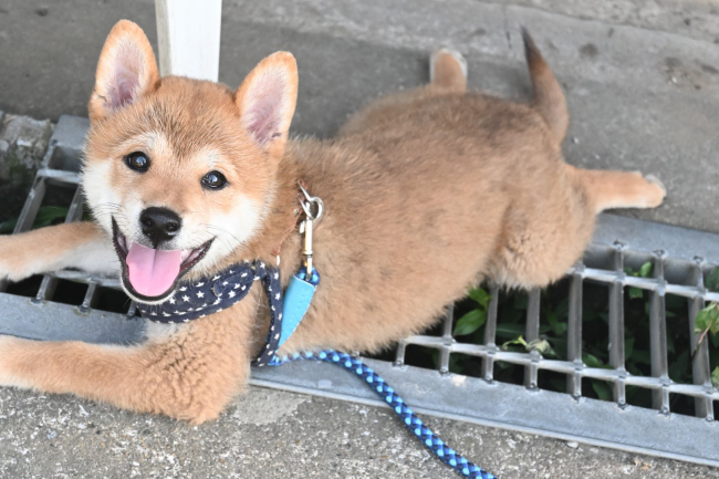 笑顔の柴犬颯空君