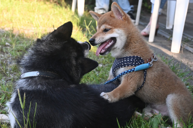 お母さんにじゃれ合う柴犬颯空君