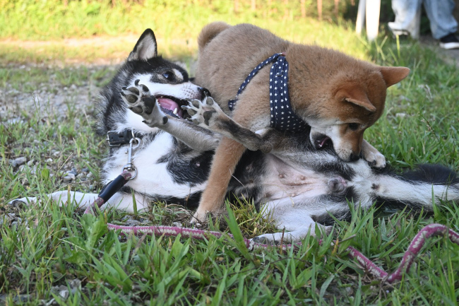 黒柴チコちゃんの甘噛み特訓