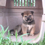 4匹の柴犬の子犬の写真