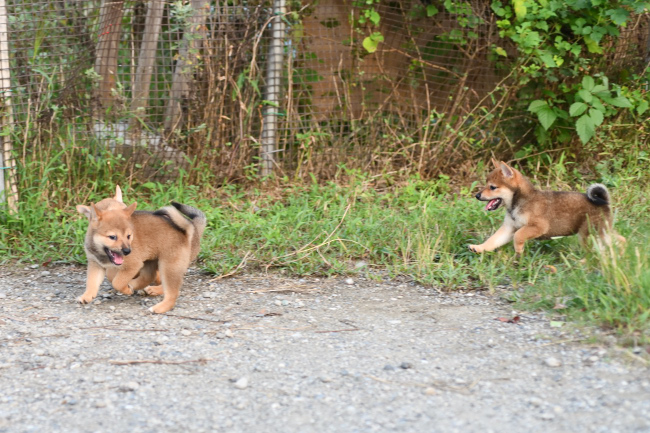 追いかけっこする柴犬の子犬
