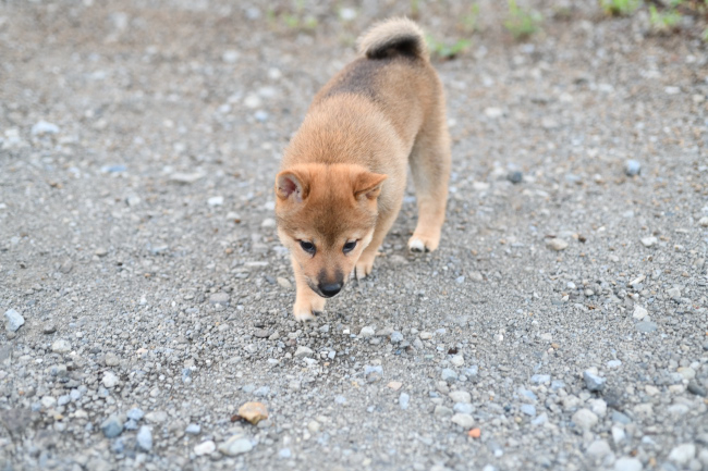 上目遣いの柴犬の子犬