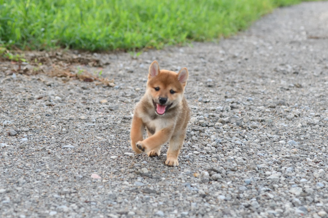 走る柴犬の子犬