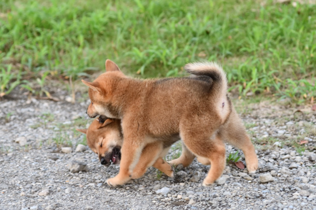 じゃれ合う柴犬の子犬