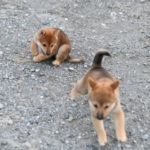 追いかけっこする柴犬の子犬
