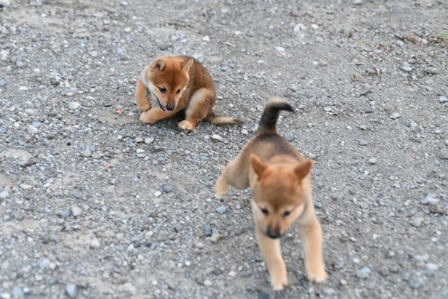 追いかけっこする柴犬の子犬