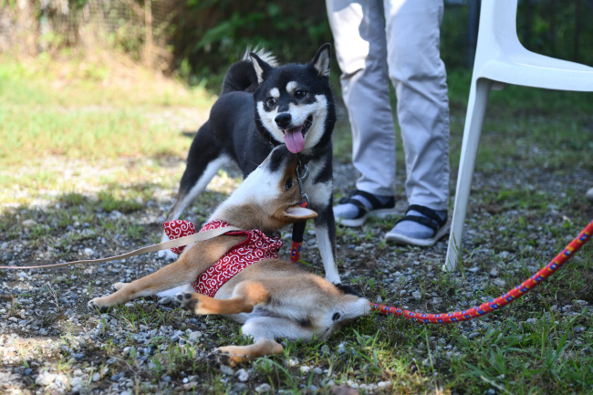 お母さんの黒柴チコちゃんとメイちゃんの再会