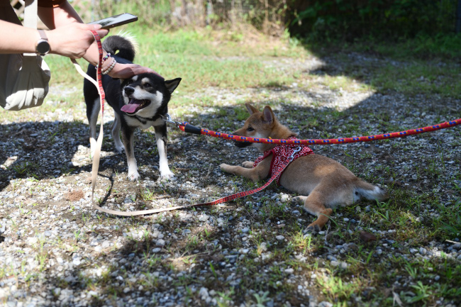 飼い主様に撫でられて喜ぶチコちゃん