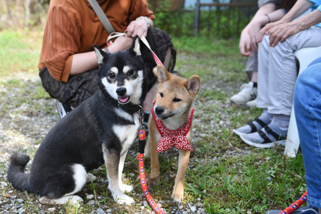お母さんの黒柴チコちゃんとメイちゃんの再会