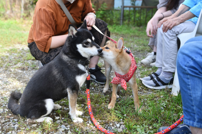 お母さんの黒柴チコちゃんとメイちゃんの再会