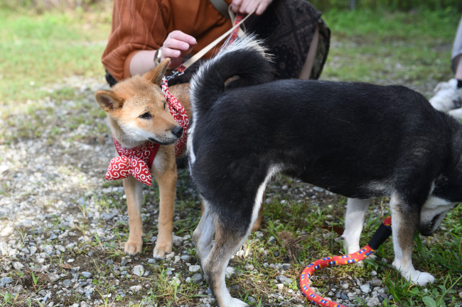 お母さんのお尻の匂いを嗅ぐメイちゃん