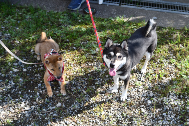 柴犬のお母さんと記念撮影