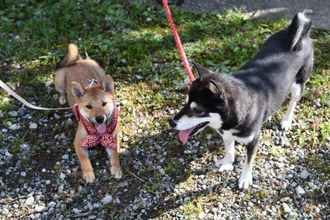 柴犬のお母さんと記念撮影
