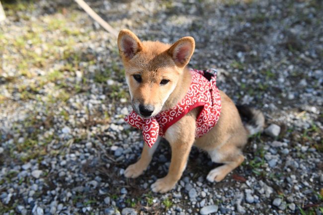 柴犬メイちゃん