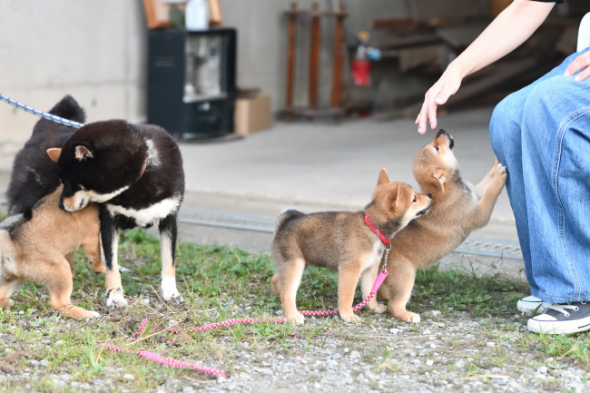 柴犬3兄妹