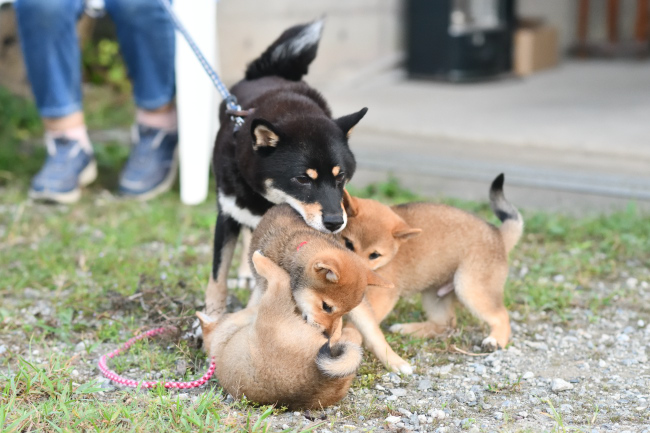 3兄妹で遊ぶ柴犬の子犬