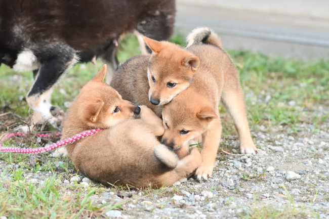 3兄妹で遊ぶ柴犬の子犬